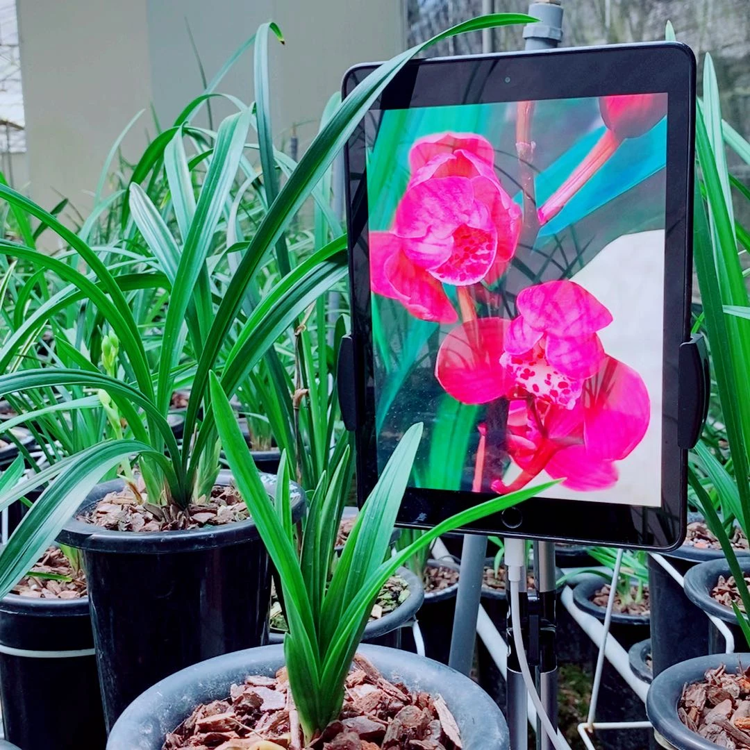 当前无花栽培后可以开花