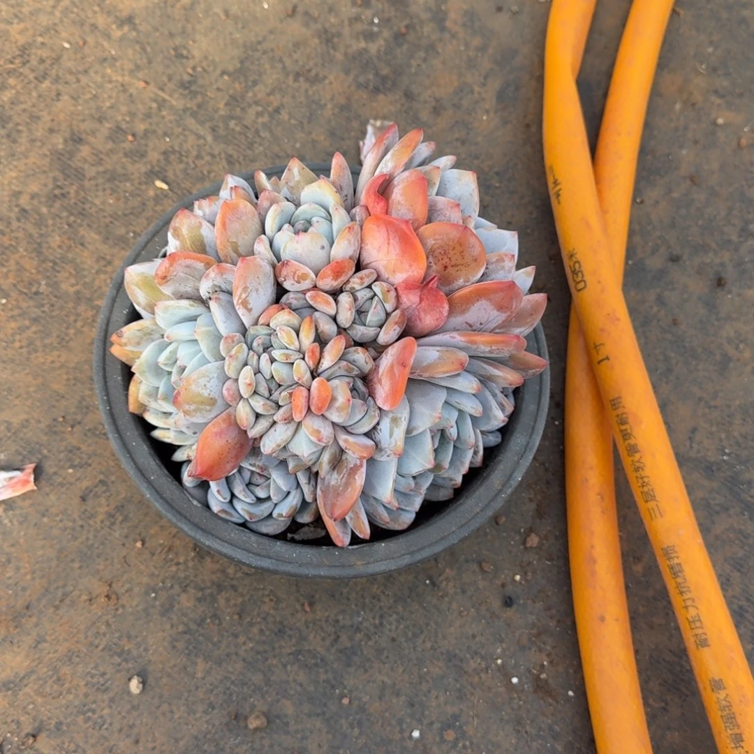 朵朵橙梦路多肉植物
