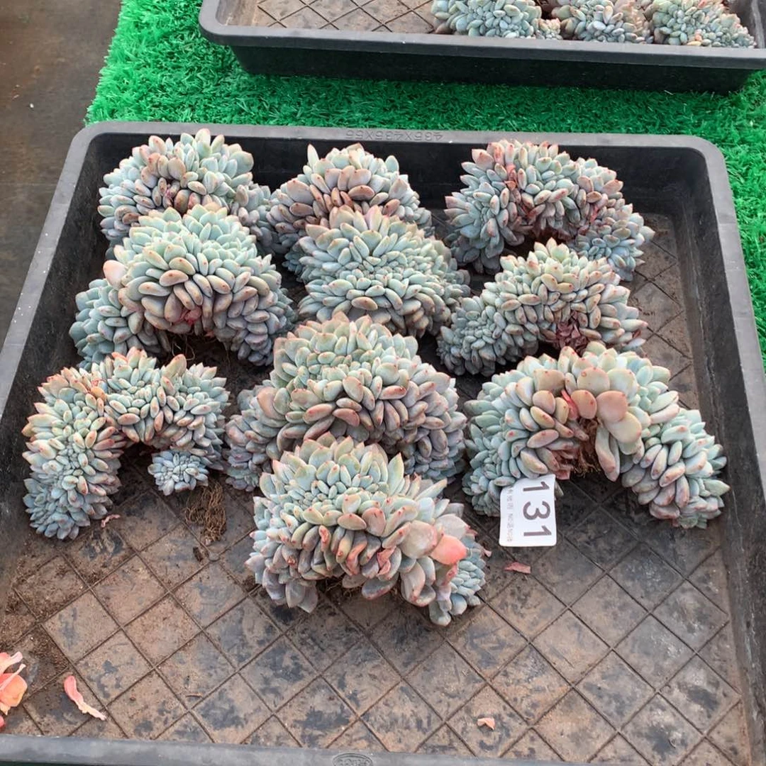 131橙子缀多肉植物组合