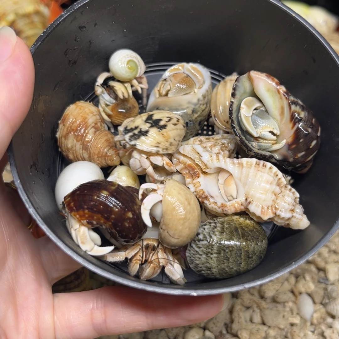 外岛纯白小豆子20米任选5个