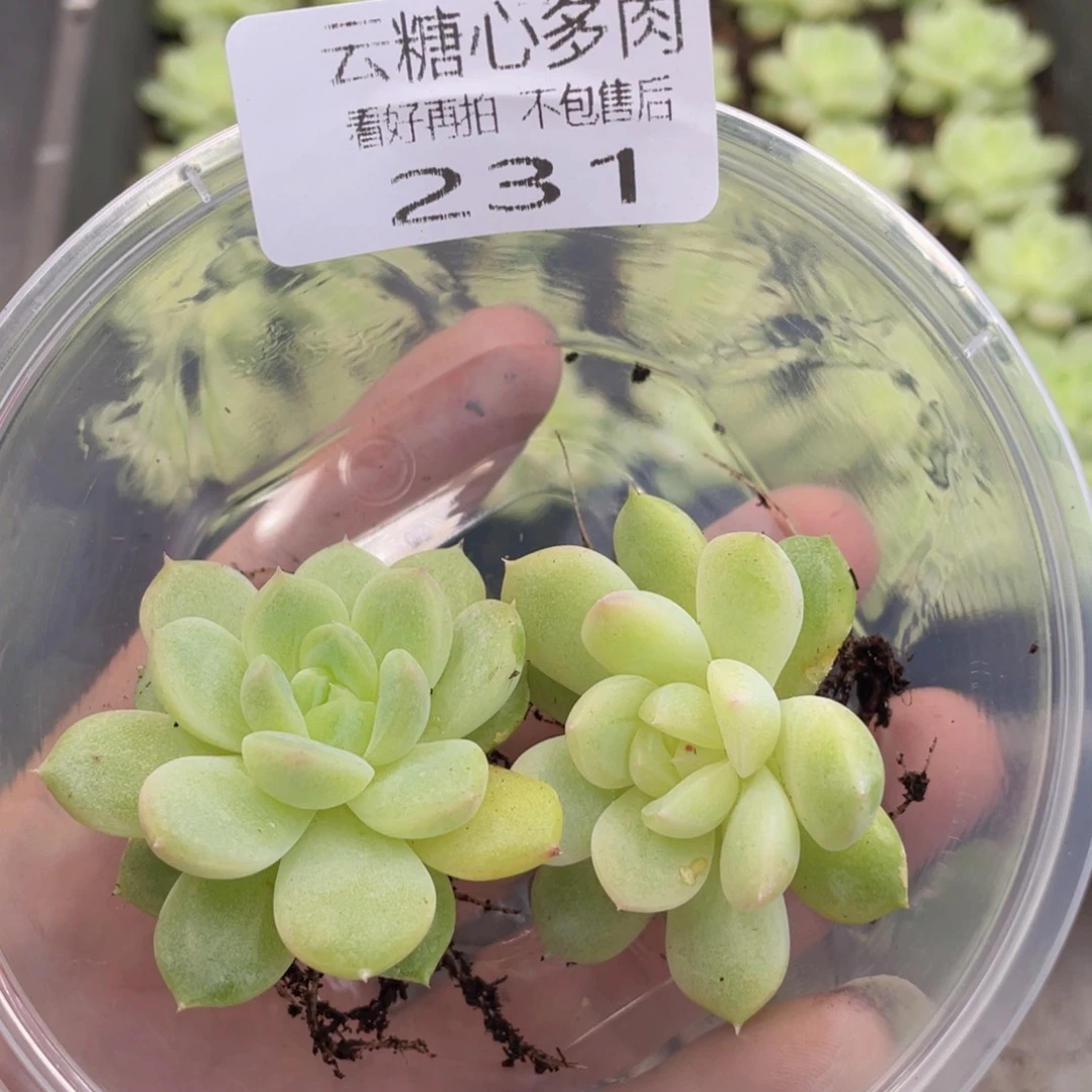 云糖心多肉植物231