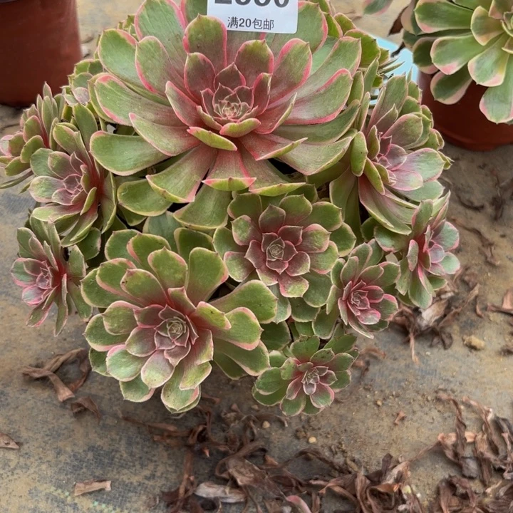 瑞妈多肉园艺950粉花妖