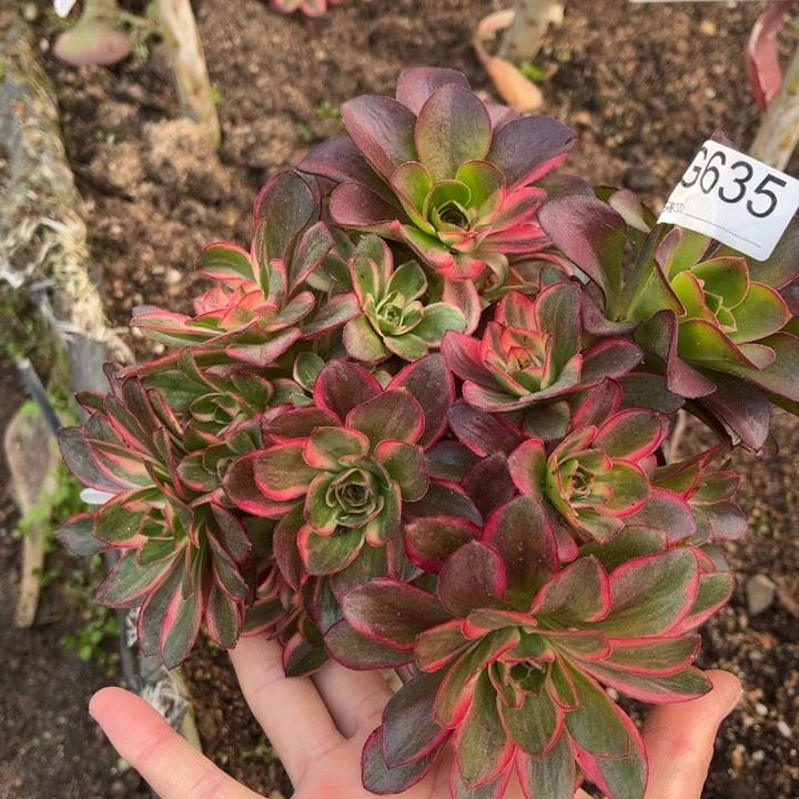 635魅金玫瑰锦多肉植物