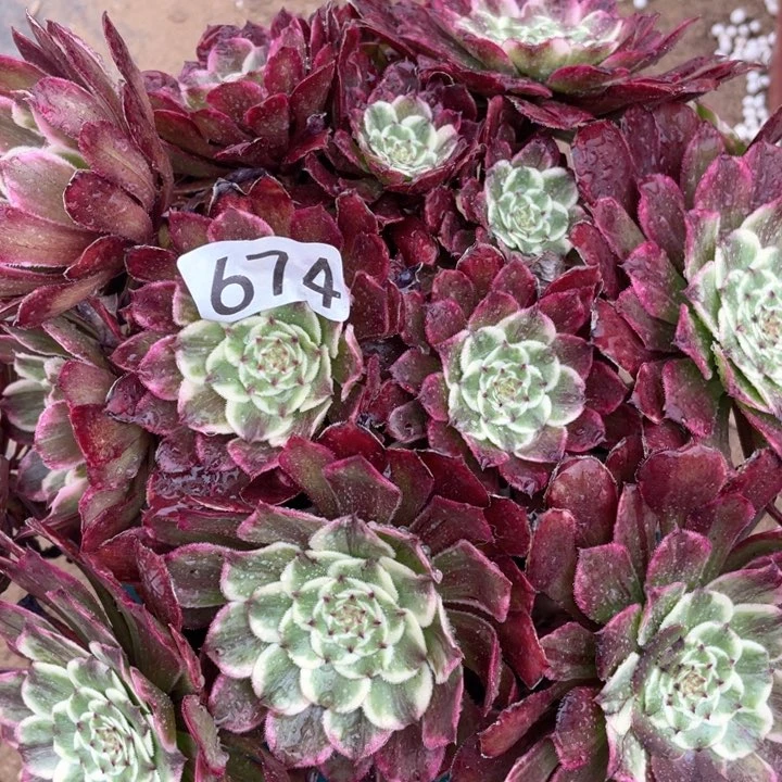 674多肉植物彩漫画