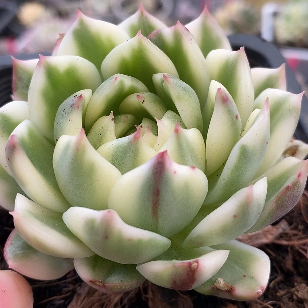 514长岛哈哈哈哈哈哈哈