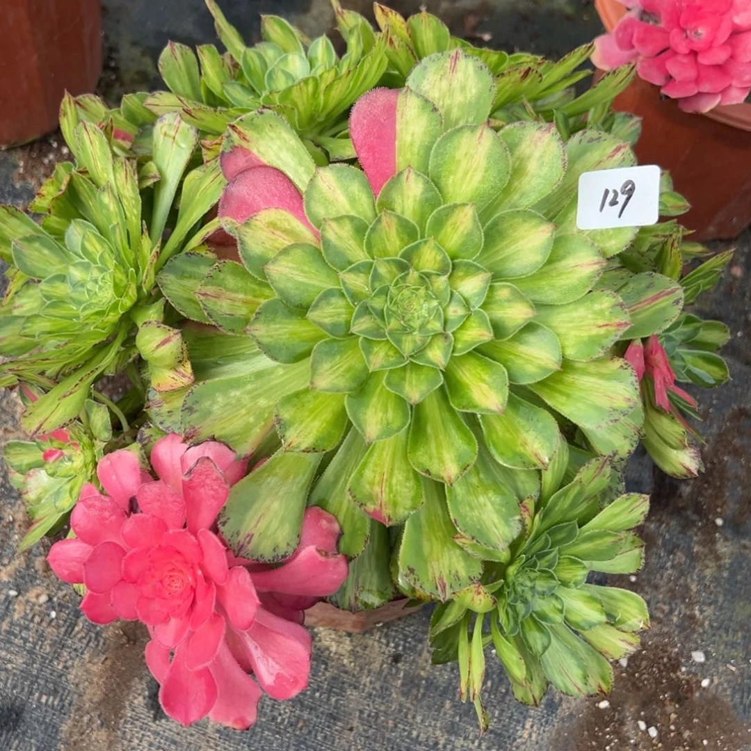 129知否多肉嘻嘻嘻多肉