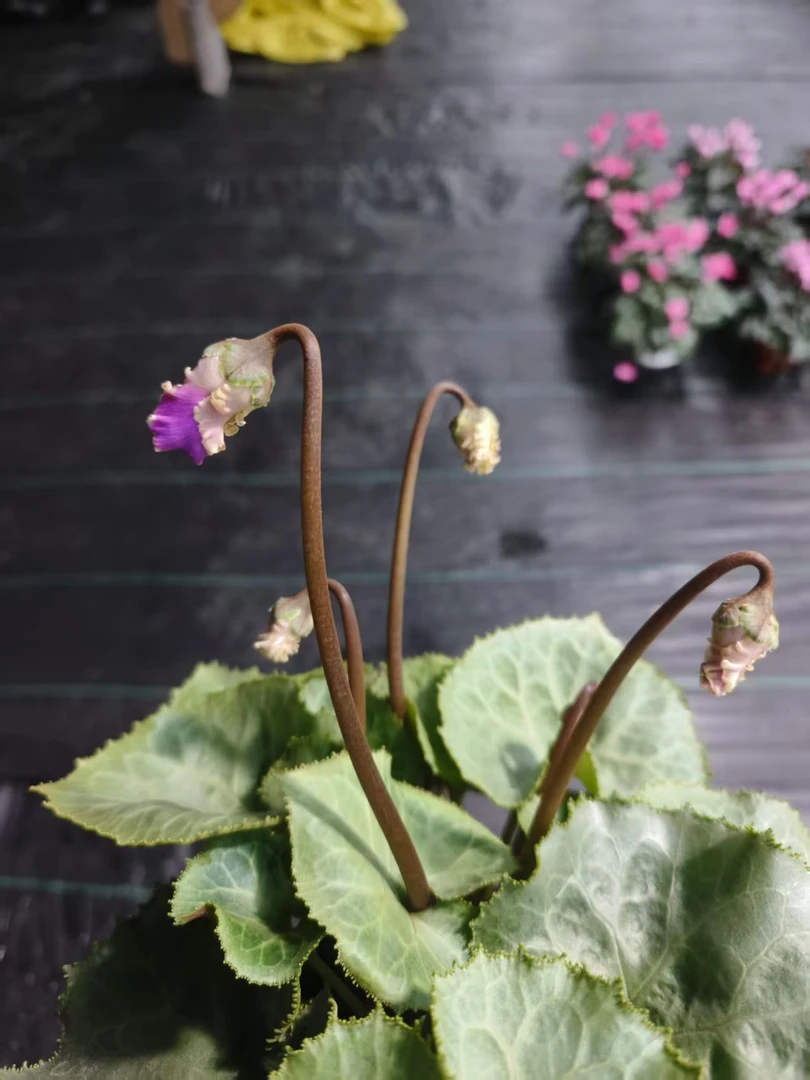 银叶子青花苞盲盒