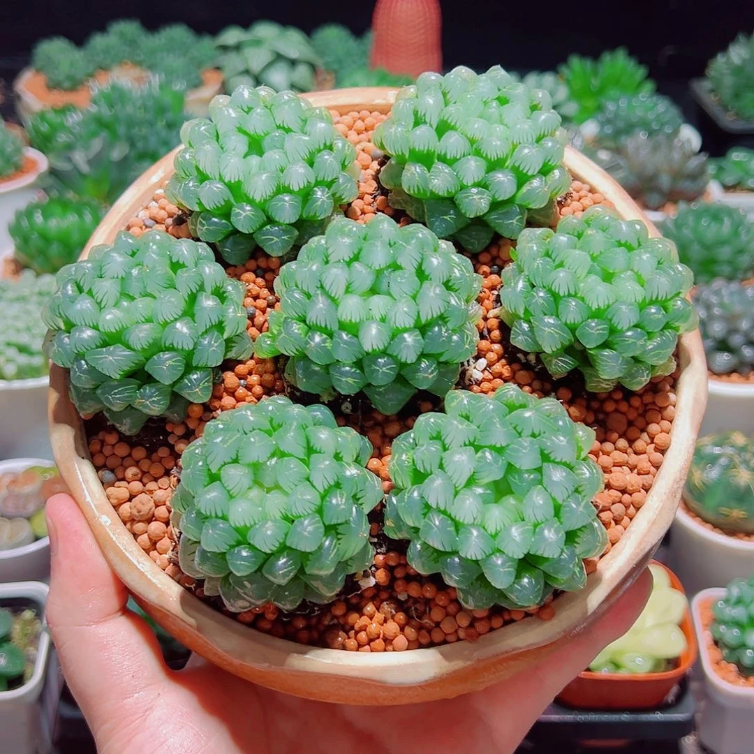 糯姬3颗多肉多肉多肉