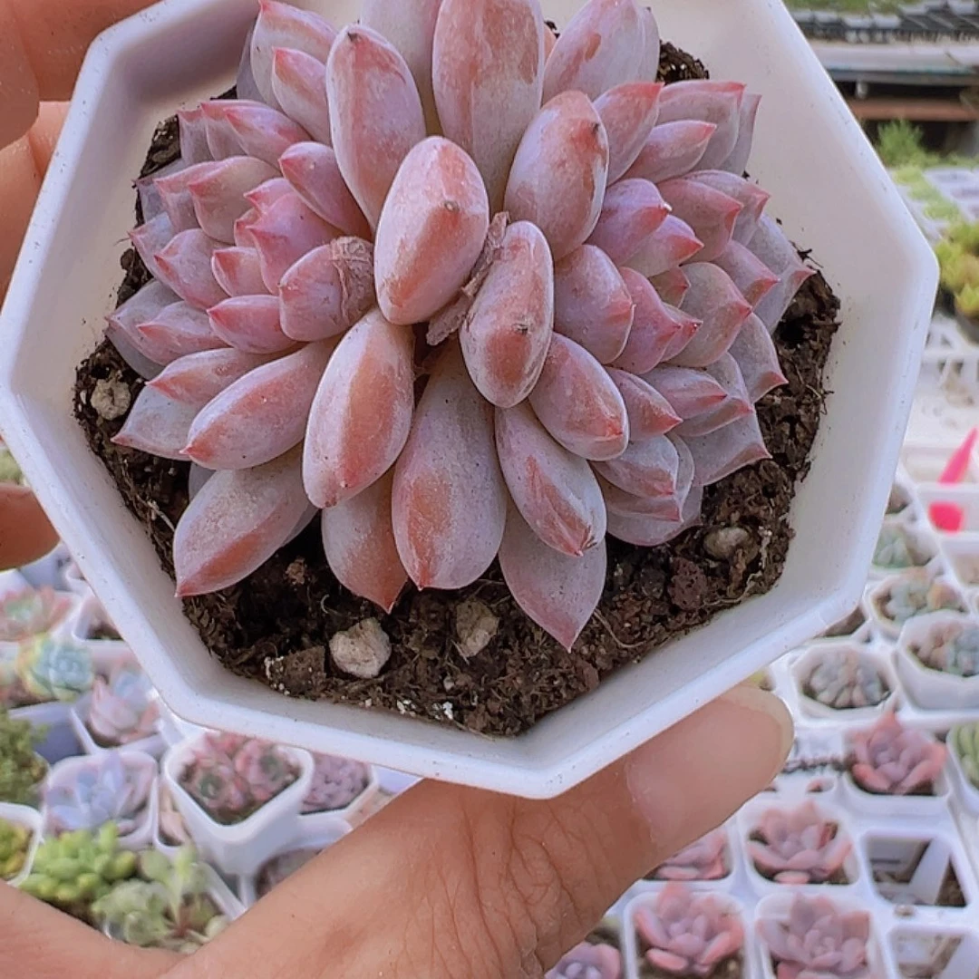 双头星星橙19包邮