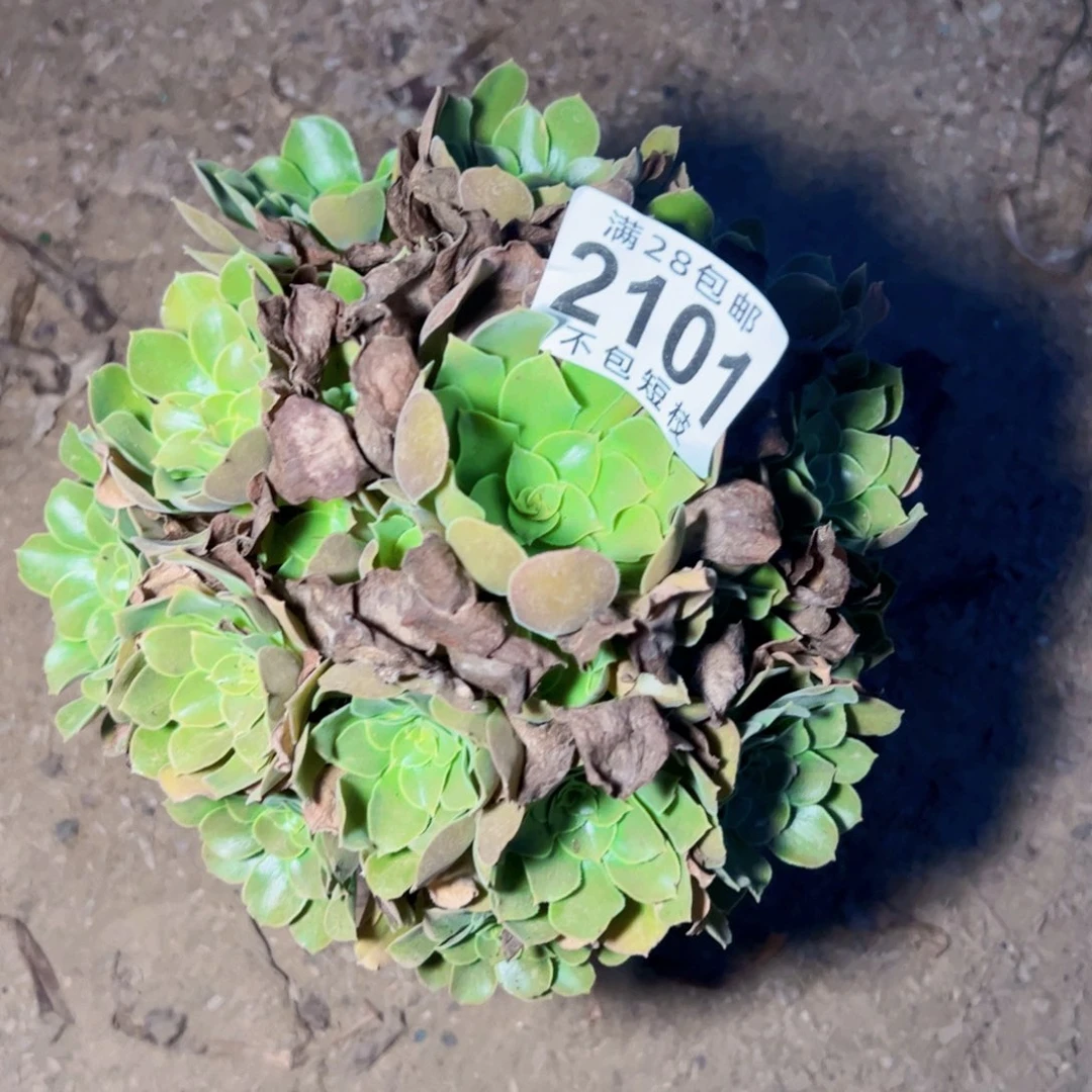 呆***熊2101多肉植物法师法师