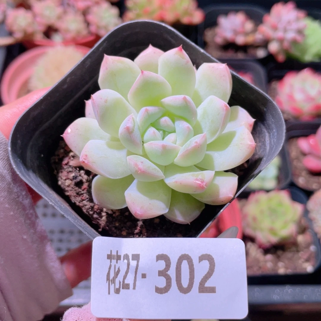 花利美27-302白雪