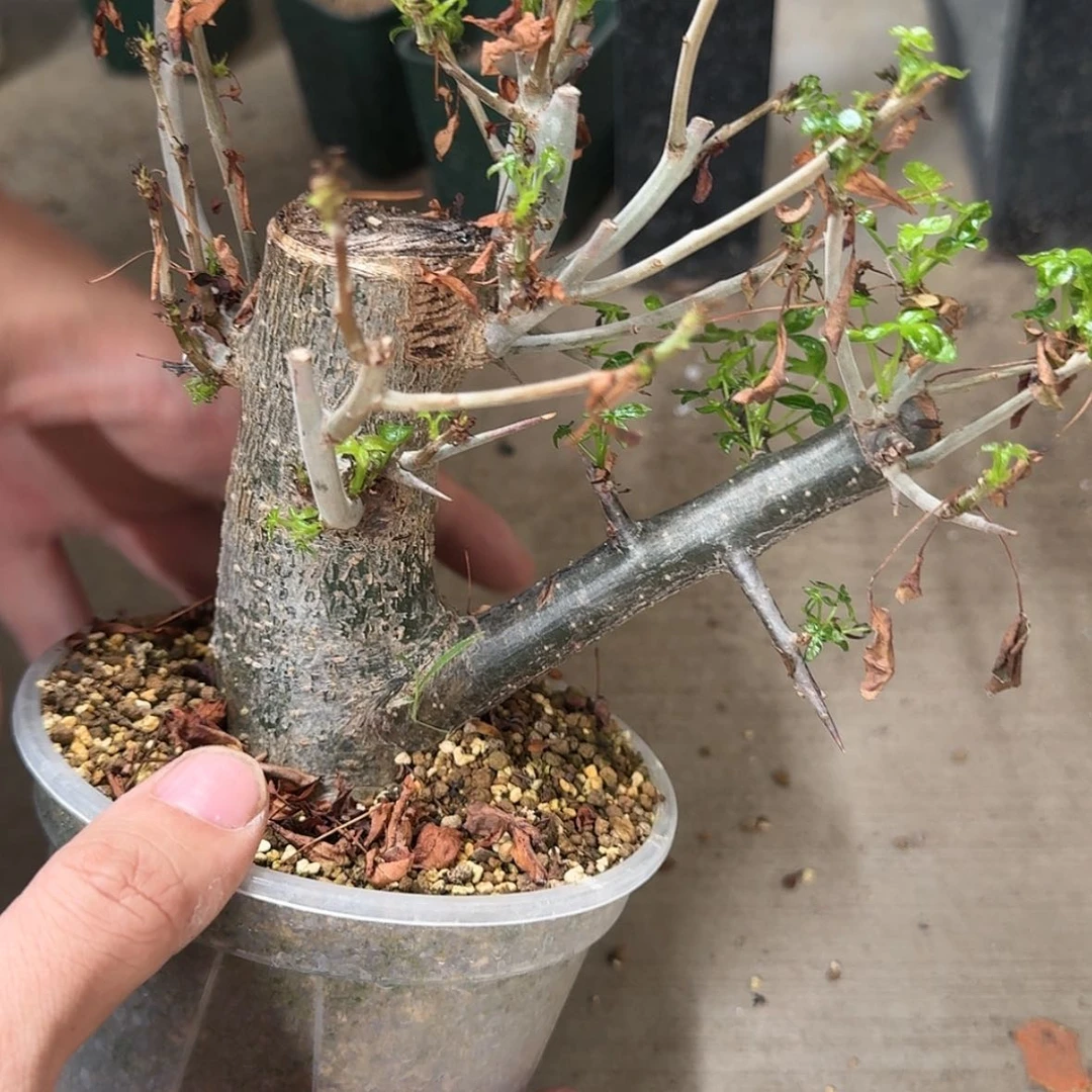 【闪购商品】16哈维没药哈哈哈