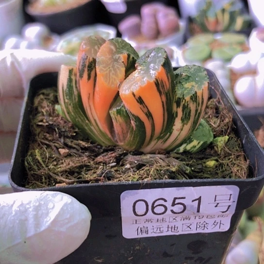 无花朵0651，一半锦差一点