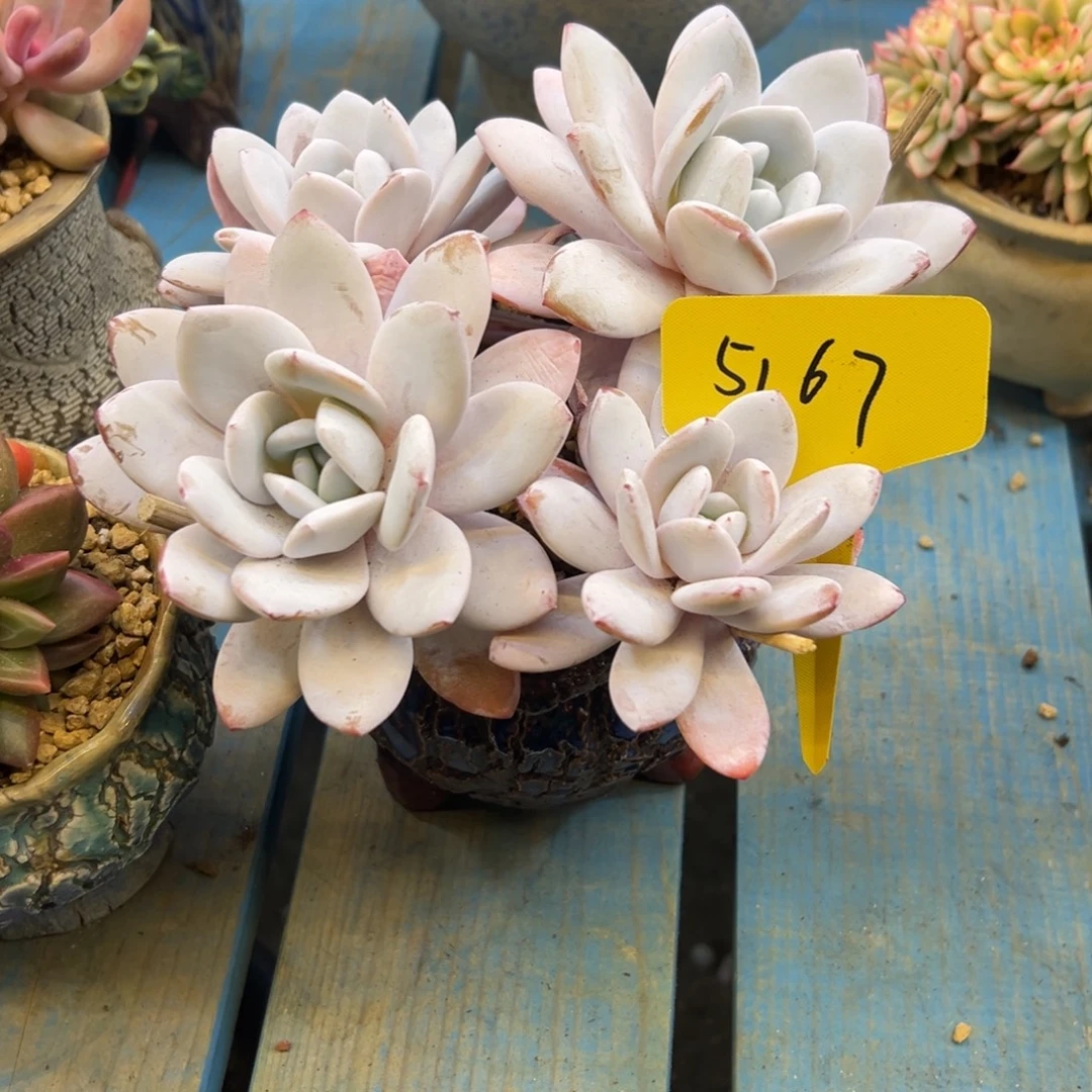 赵***⁹雪莲5167号一物一拍