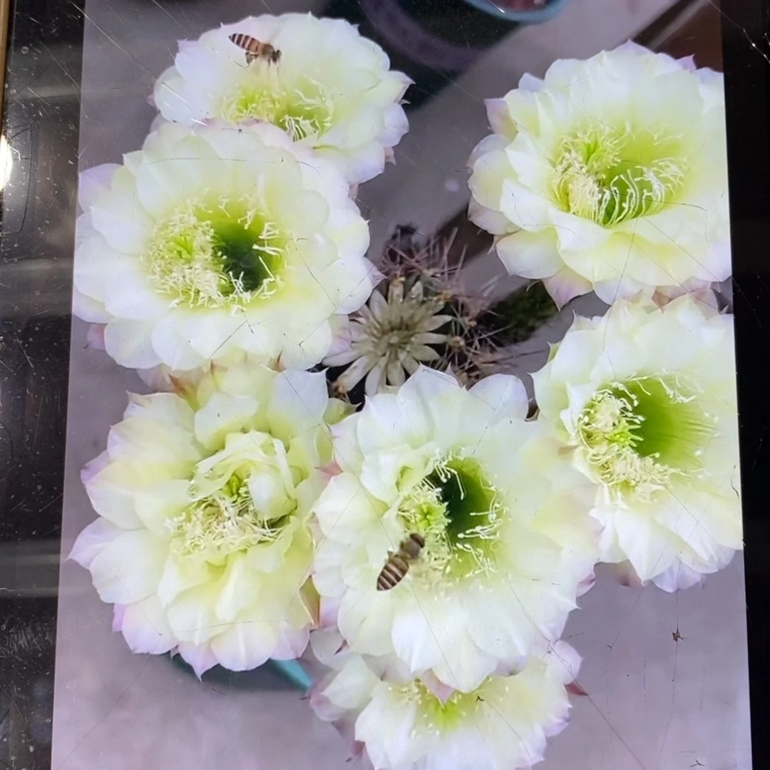 新品彩草黄玫瑰母本一个