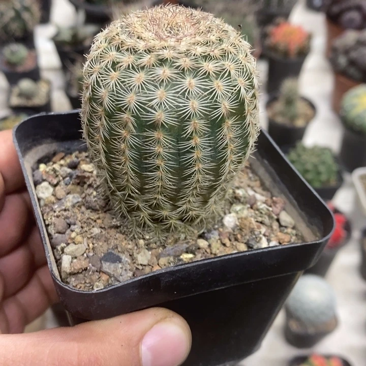 三光虾特价福利包邮