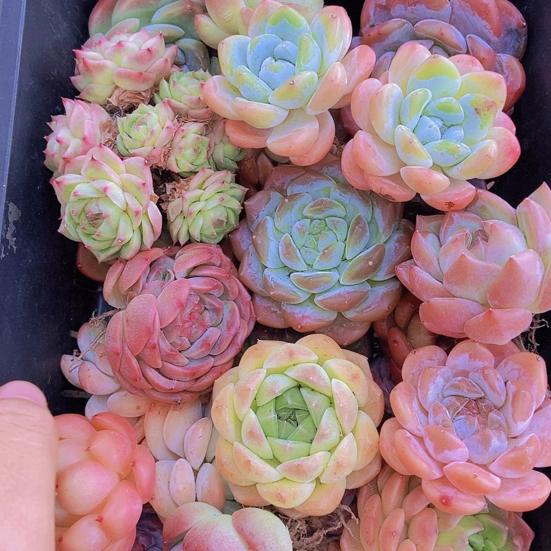 00000002量拍保底20颗，大