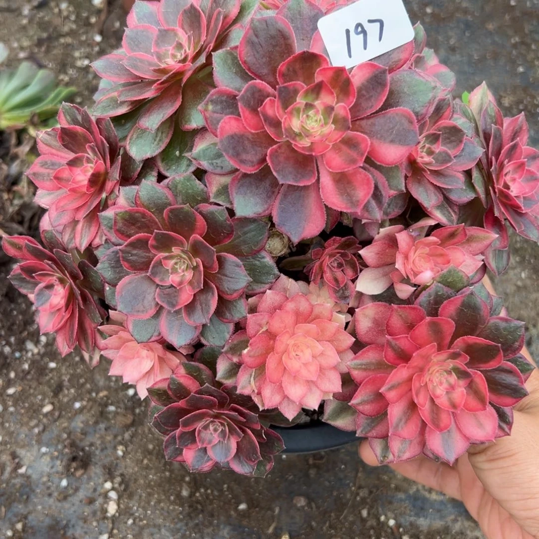 197黑魔锦多肉多肉多肉