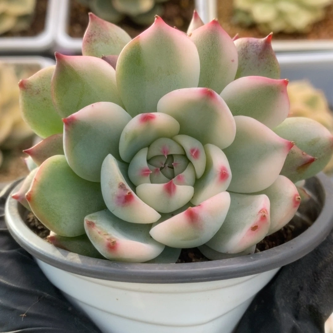 141锦锦锦锦计划经济锦