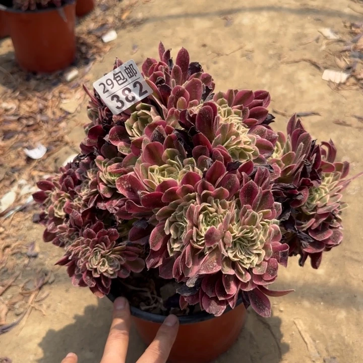 女巫缀……多肉植物……