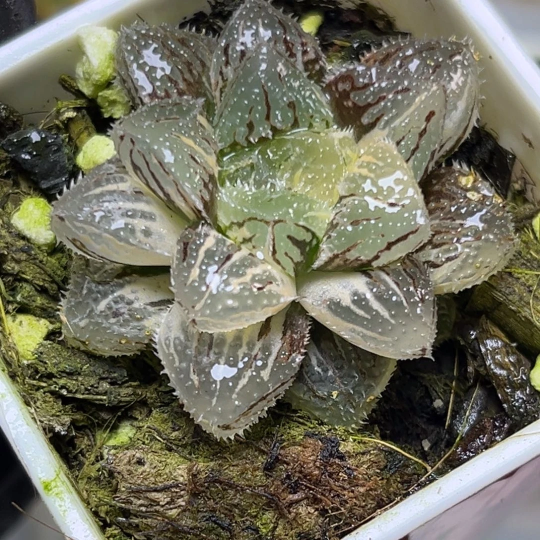 十二卷多肉植物1309魔刺