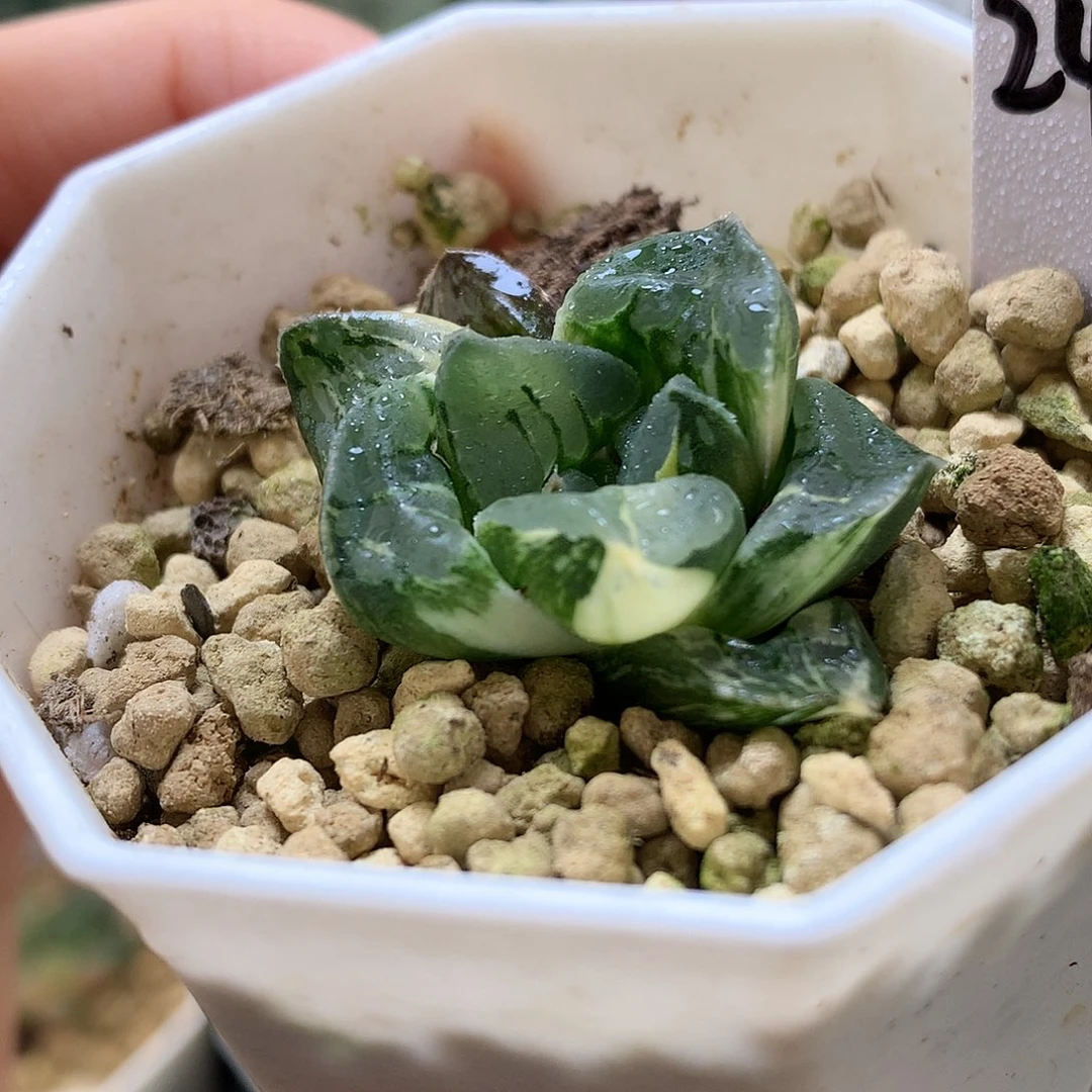 莫迪卡寿锦带盆土发货