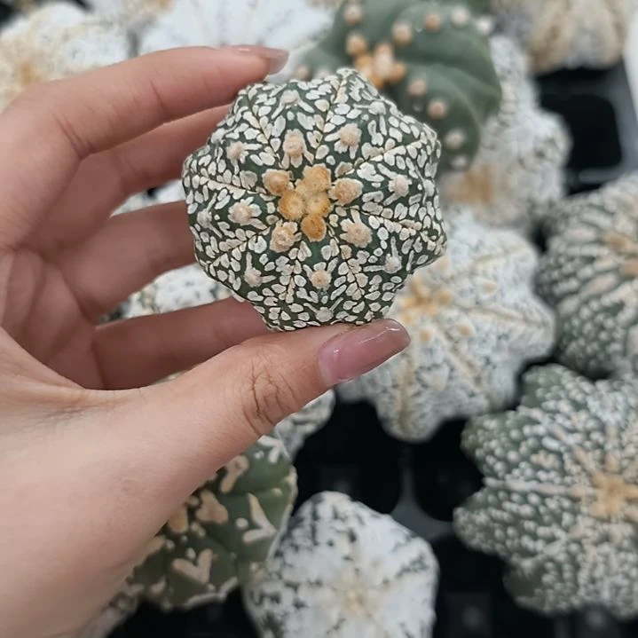 清***秋琉璃V兜哈哈哈哈哈哈