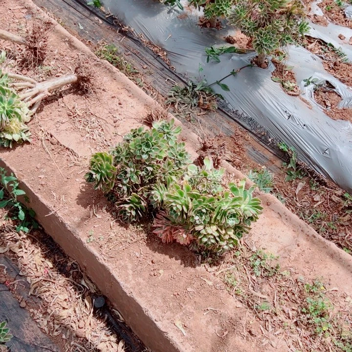 大叶绿玫瑰多肉法师