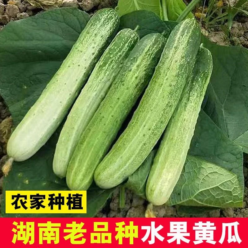 湖南当地新鲜现摘旱黄瓜当季蔬菜可生吃