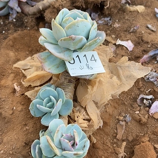 山***鬼云南发货白凤老桩0114
