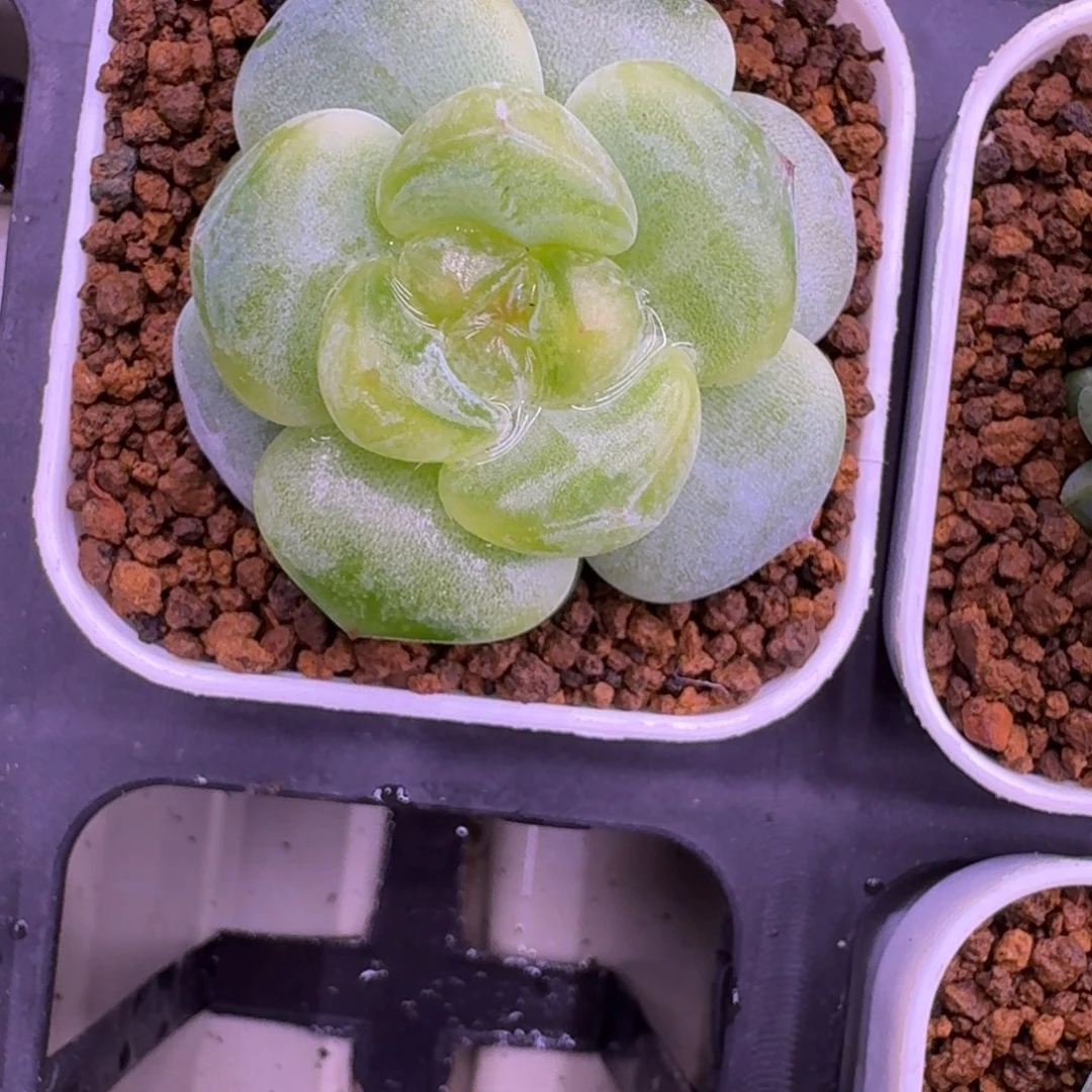 0918-39-0039单头一颗