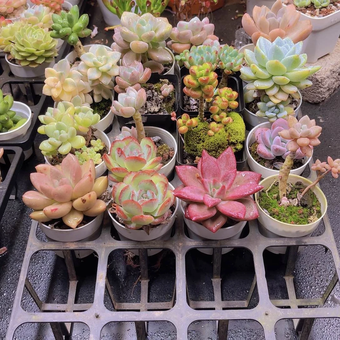 无花朵土培多肉植物