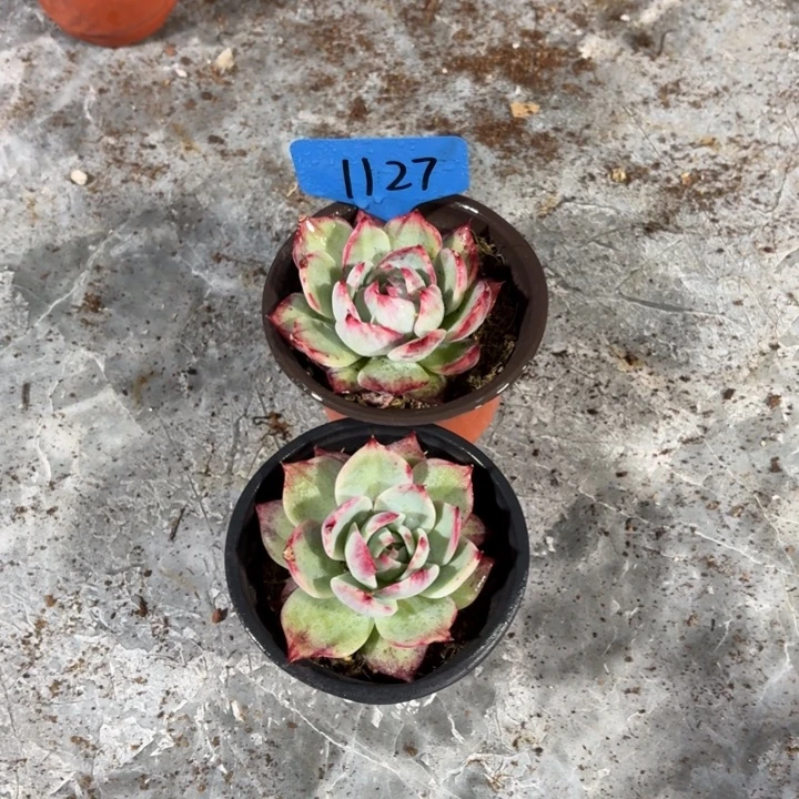 1127惊鸿红红火火好