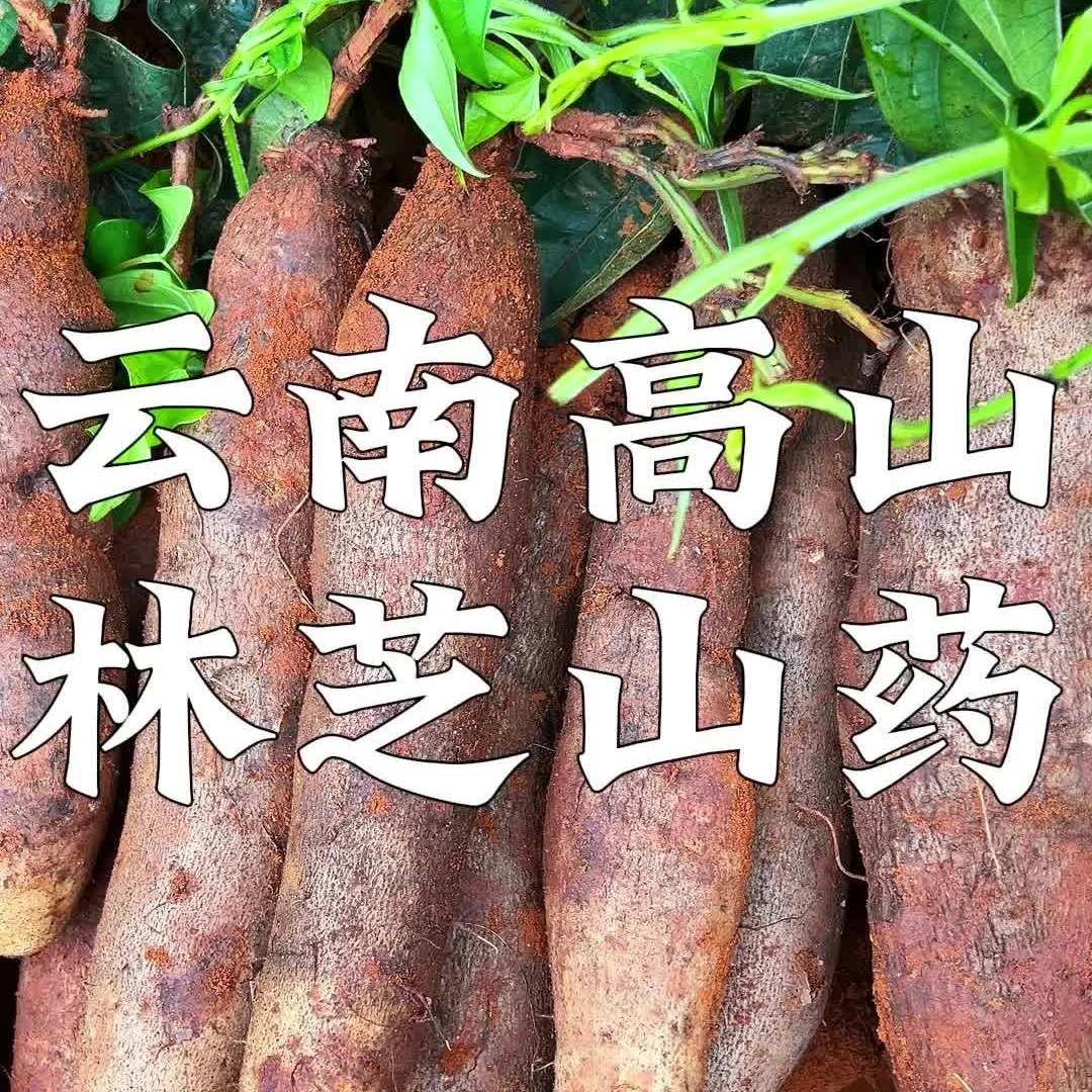 云南灵芝山药正宗农家自种当季新鲜软糯面香