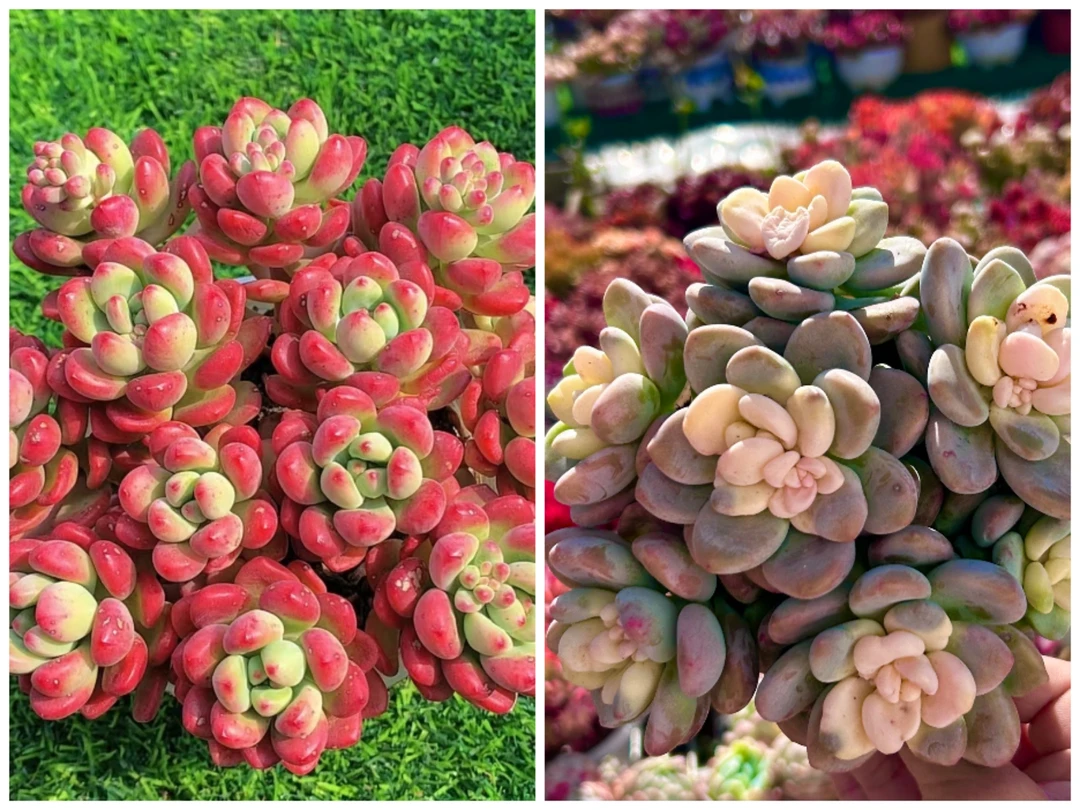 Y完美仙子+奶油泡芙组合  【元旦迎新年宵纳福】多肉植物 带盆土发