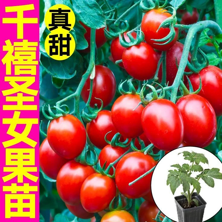 圣女果秧苗千禧圣女果苗高产红圣女庭院阳台四季番茄