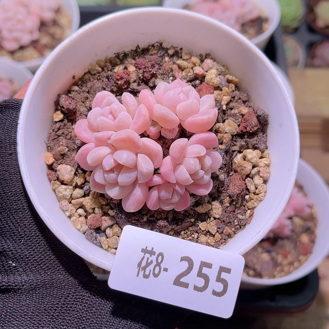 花08-255奶糖群生