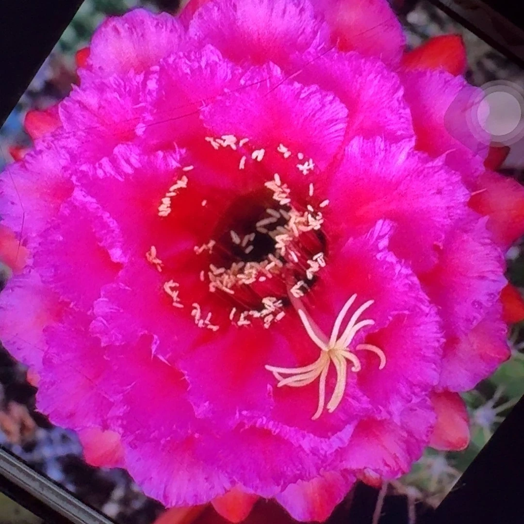 流苏侧芽5公分毛花柱仙人球