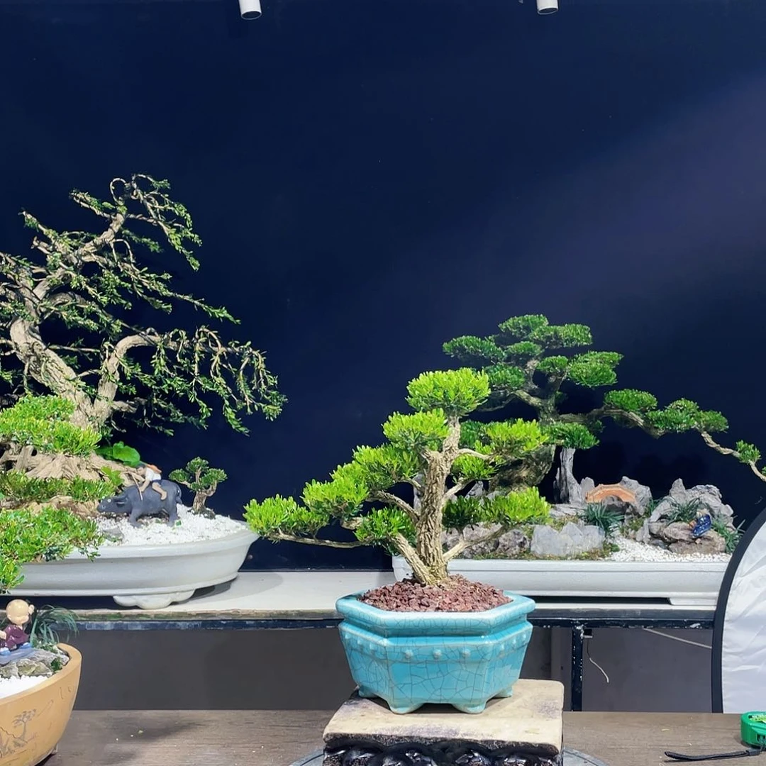 完全开放黄杨盆景四季常青