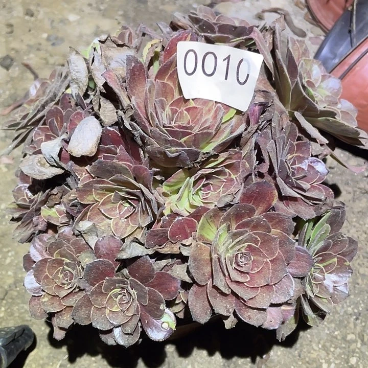 多肉植物法师10花月夜