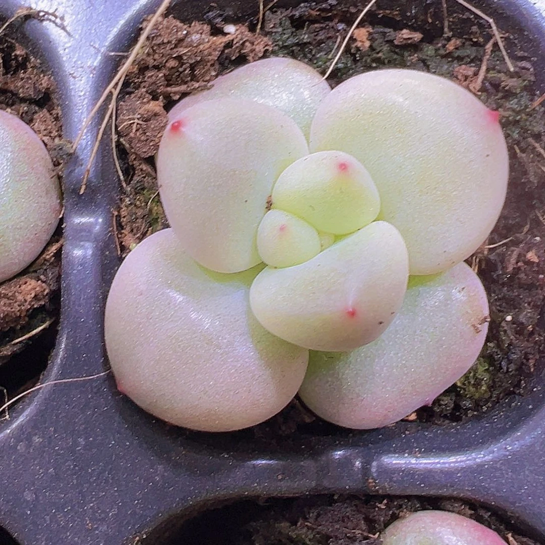 象牙奶3个19包邮多肉