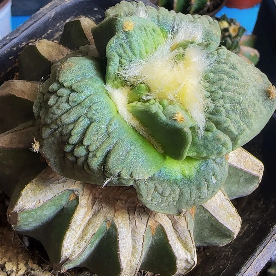 大尤怒涛811。