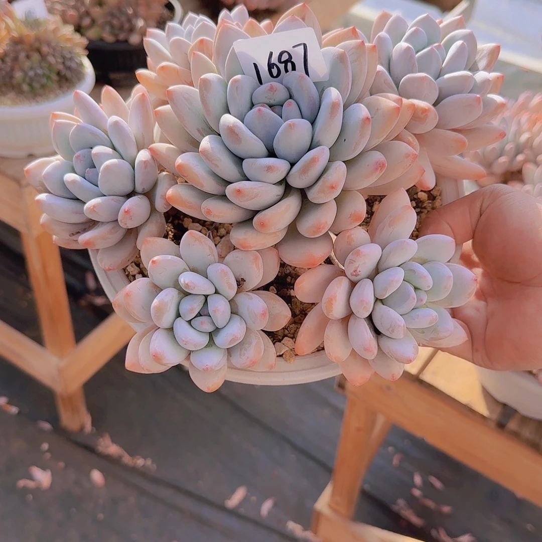 樊***樊1687香水多肉植物