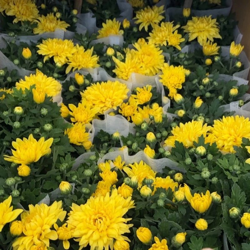 黄白菊菊花盆栽【带花苞发货】菊花鲜花直发黄菊花白菊花盆栽耐