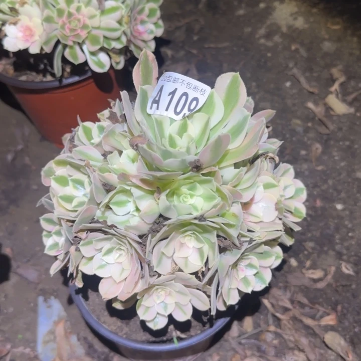 女巫……多肉植物的