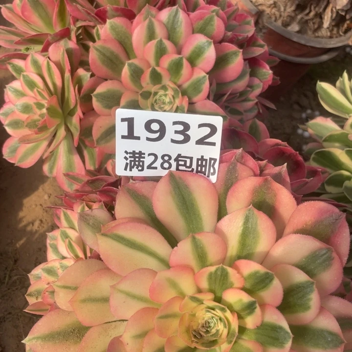 1932两个女巫一号棚A