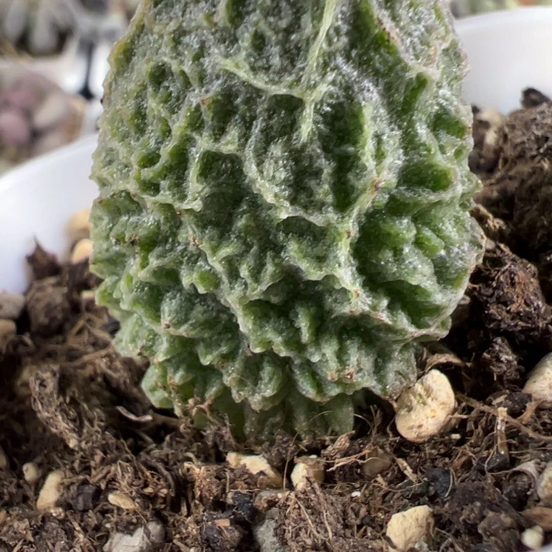 狂野纹路款新品多肉植物水泡实生新品