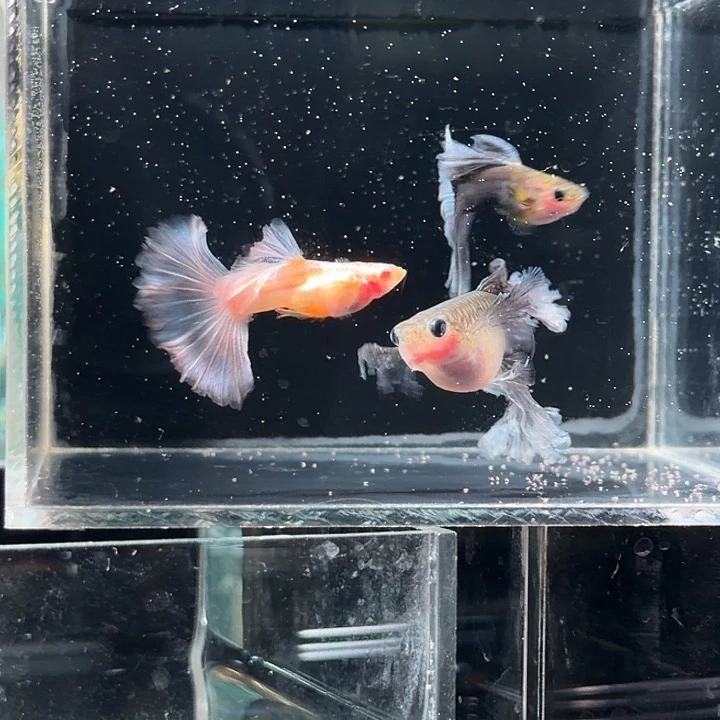 孔雀鱼不包损3条练手