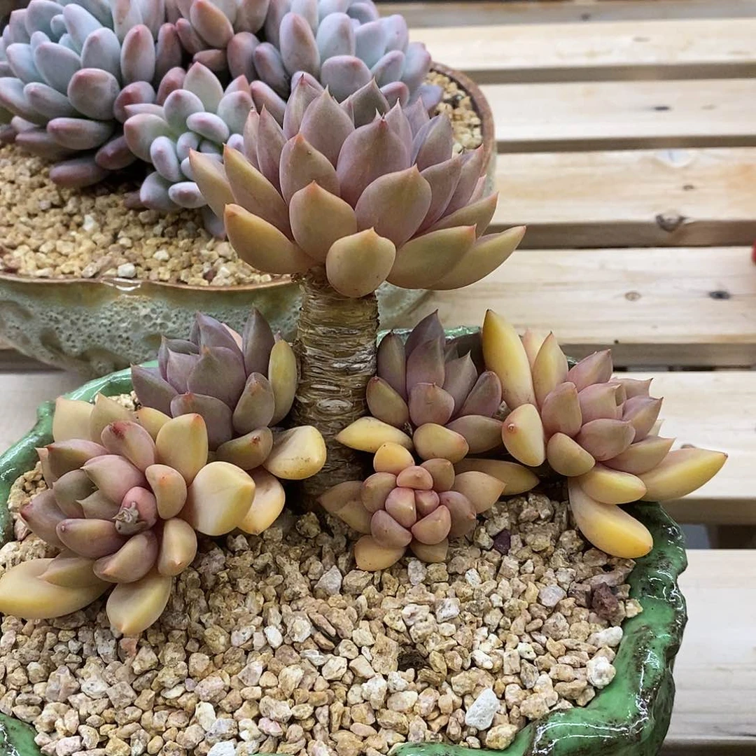 红象牙造型庄子，1234567894