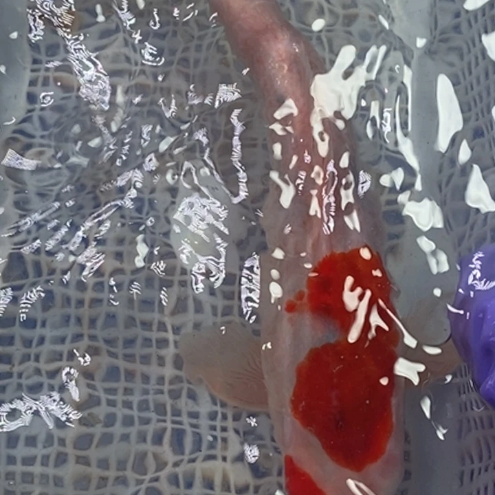 锦鲤冷水锦鲤包邮